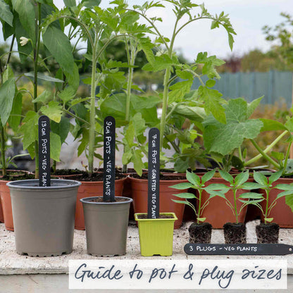 Chilli Plant 'Red Drop'