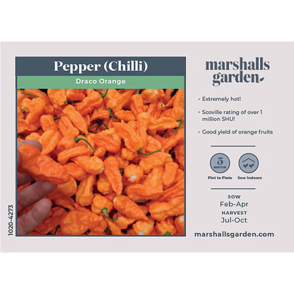Chilli Seeds 'Draco Orange'