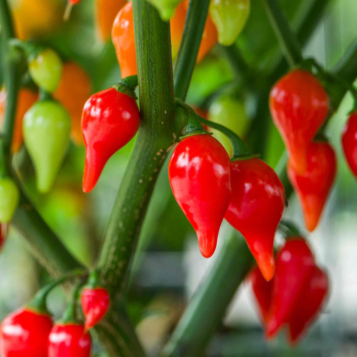 Chilli Seeds 'Red Drop'