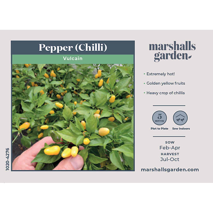 Chilli Seeds 'Vulcain'