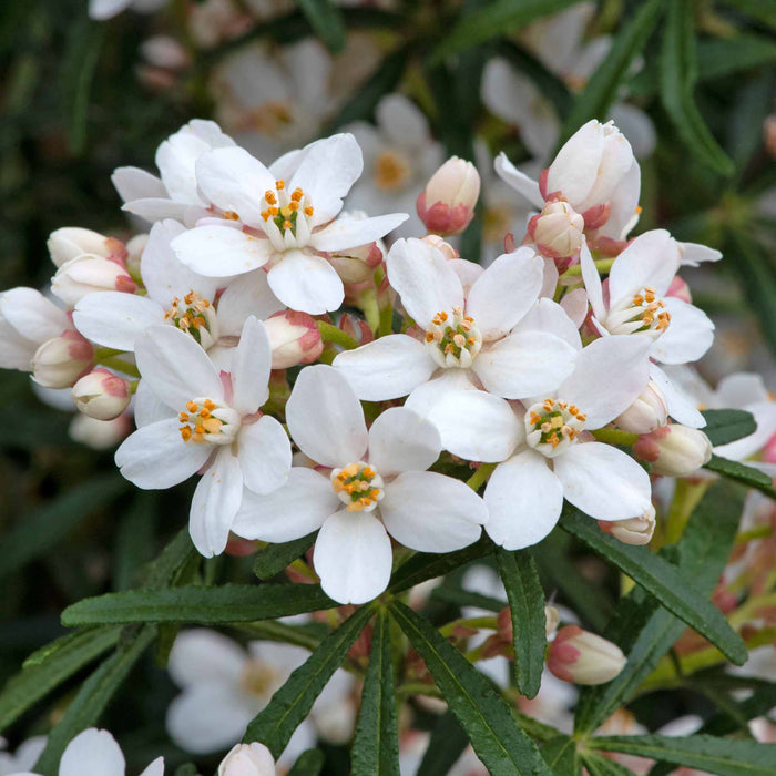 Choisya 'Scented Gem'