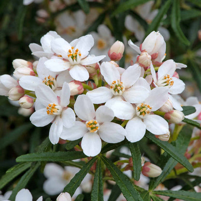 Choisya 'Scented Gem'