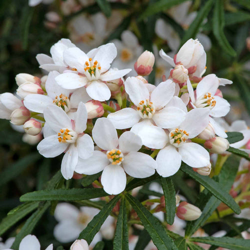 Choisya 'Scented Gem'