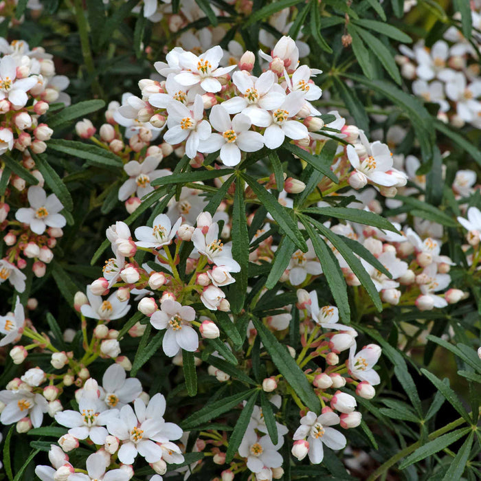 Choisya 'Scented Gem'