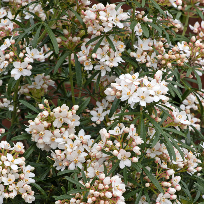 Choisya 'Scented Gem'