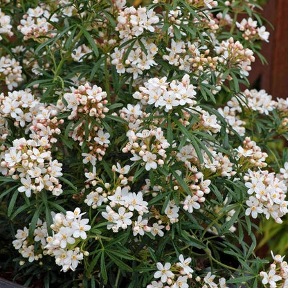 Choisya 'Scented Gem'