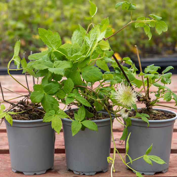 Clematis alpina 'Imke'