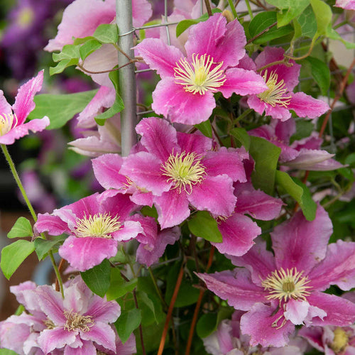 Clematis Hybrid 'Piilu'