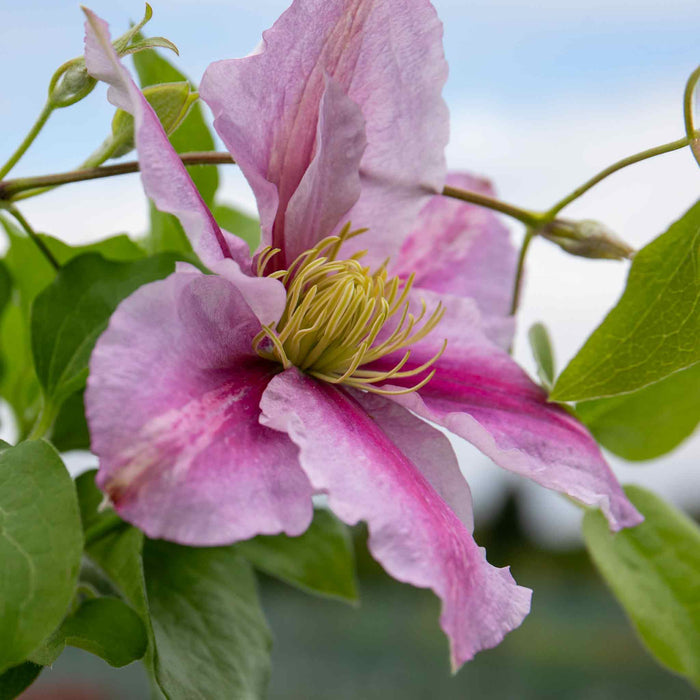Clematis Hybrid 'Piilu'
