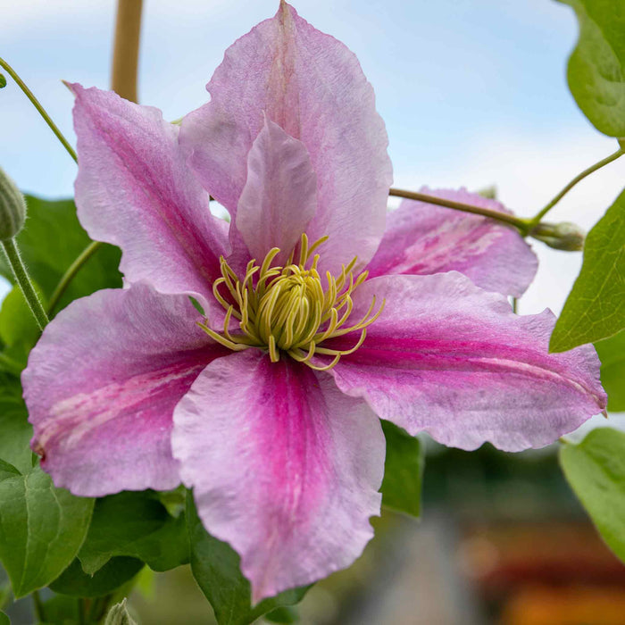 Clematis Hybrid 'Piilu'