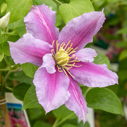 Clematis Hybrid 'Piilu'