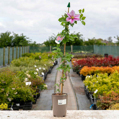 Clematis Hybrid 'Piilu'