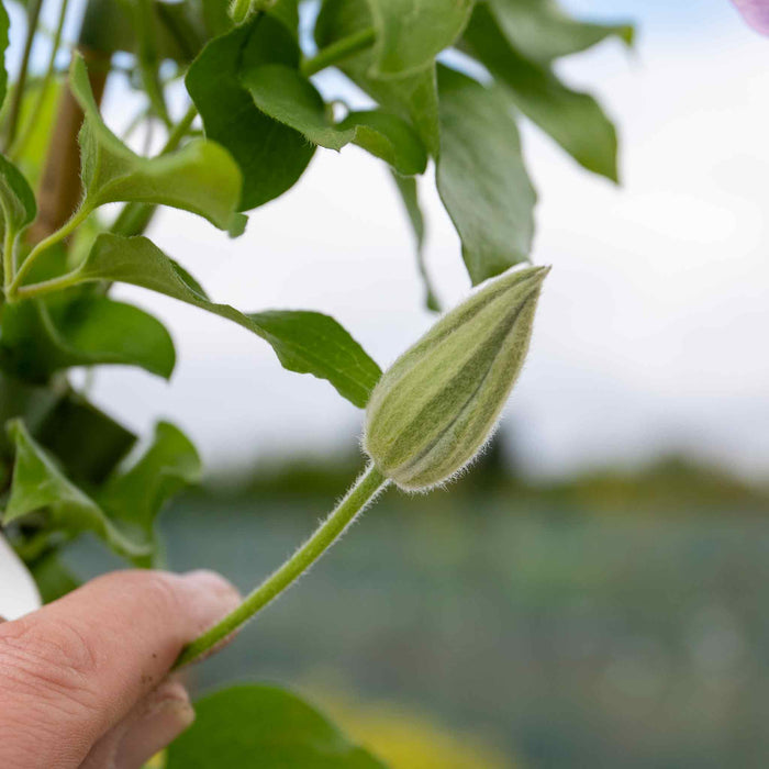 Clematis Hybrid 'Piilu'