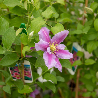 Clematis Hybrid 'Piilu'