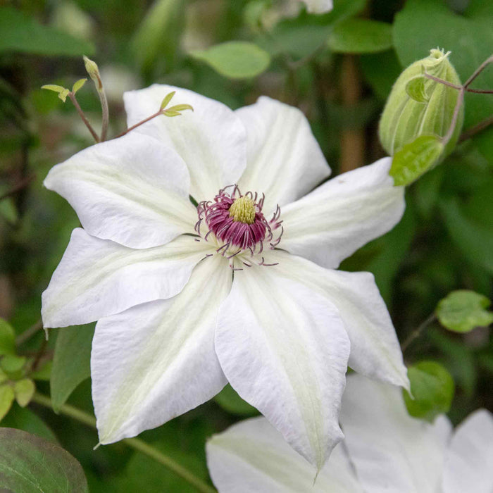 Clematis 'Miss Bateman'