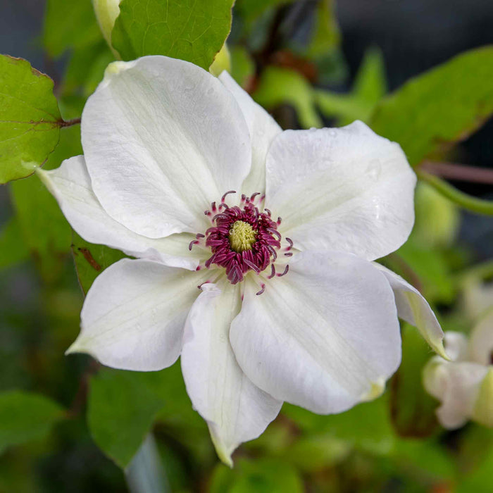 Clematis 'Miss Bateman'