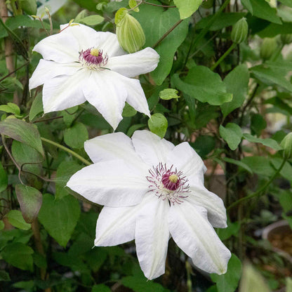 Clematis 'Miss Bateman'