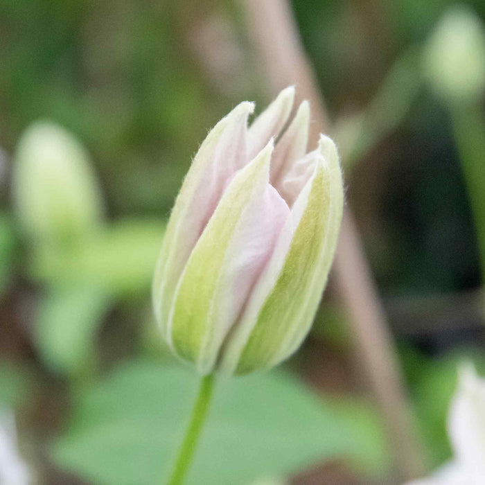 Clematis 'Miss Bateman'