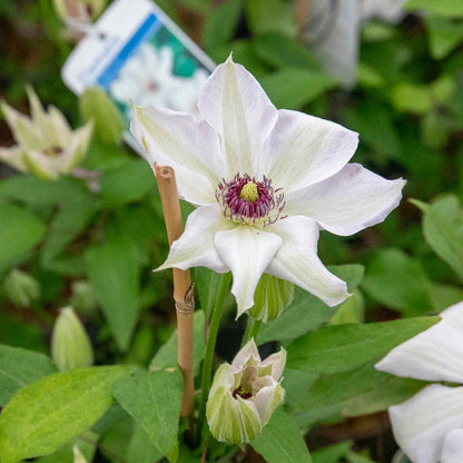 Clematis 'Miss Bateman'