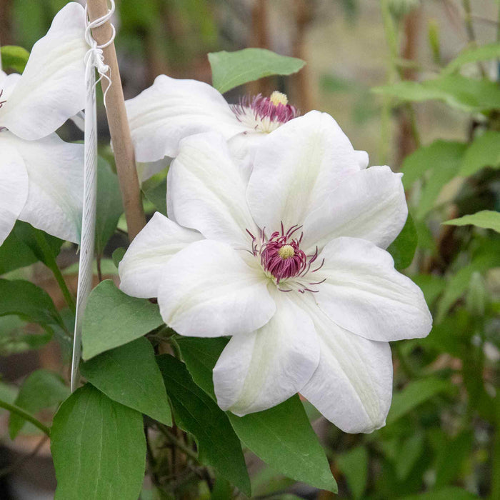 Clematis 'Miss Bateman'