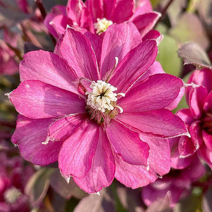 Clematis montana 'Double Rasberry Truffle'