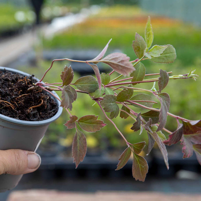 Clematis montana 'Double Rasberry Truffle'