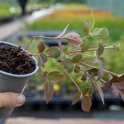 Clematis montana 'Double Rasberry Truffle'