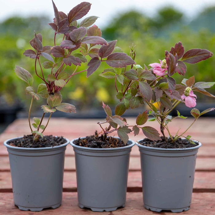 Clematis montana 'Double Rasberry Truffle'