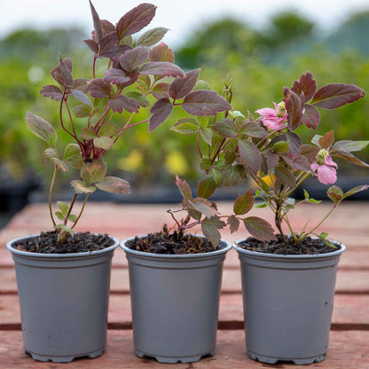 Clematis montana 'Double Rasberry Truffle'