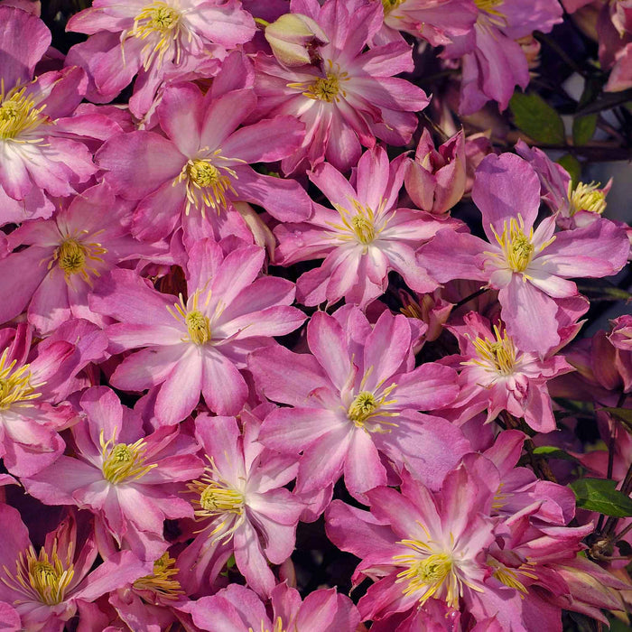 Clematis montana 'Rosebud'