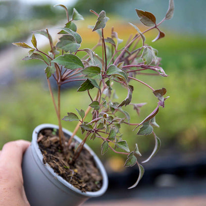 Clematis montana 'Rosebud'
