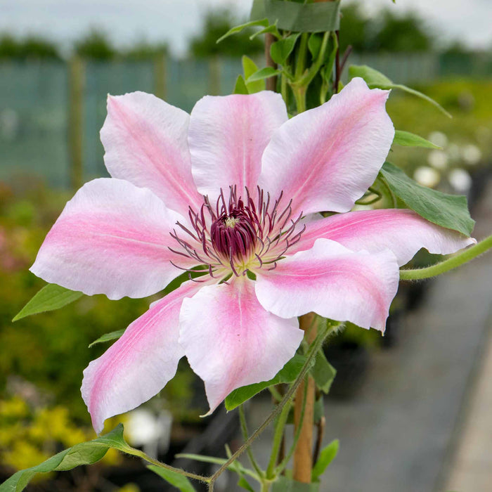 Clematis 'Nelly Moser'