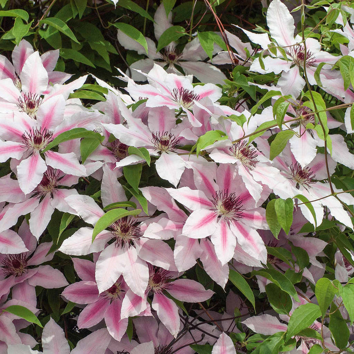 Clematis 'Nelly Moser'