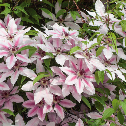 Clematis 'Nelly Moser'