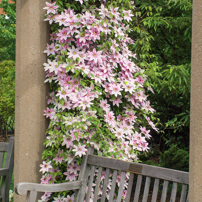 Clematis 'Nelly Moser'