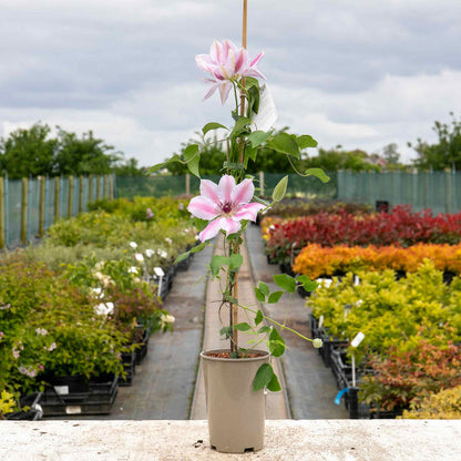 Clematis 'Nelly Moser'