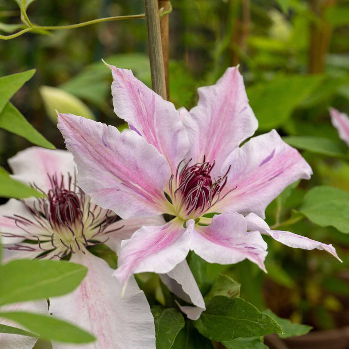 Clematis 'Nelly Moser'