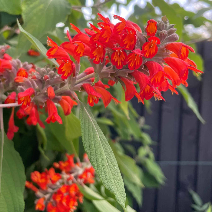 Colquhounia coccinea 'Nepalese Flame'