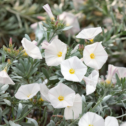 close up shot of the white flowers of the shrub