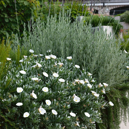 further out shot of the shrub with white flowers among a garden border