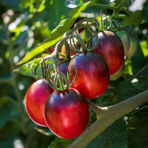 Cordon Tomato 'Black Moon'
