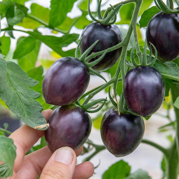 Cordon Tomato 'Black Moon'