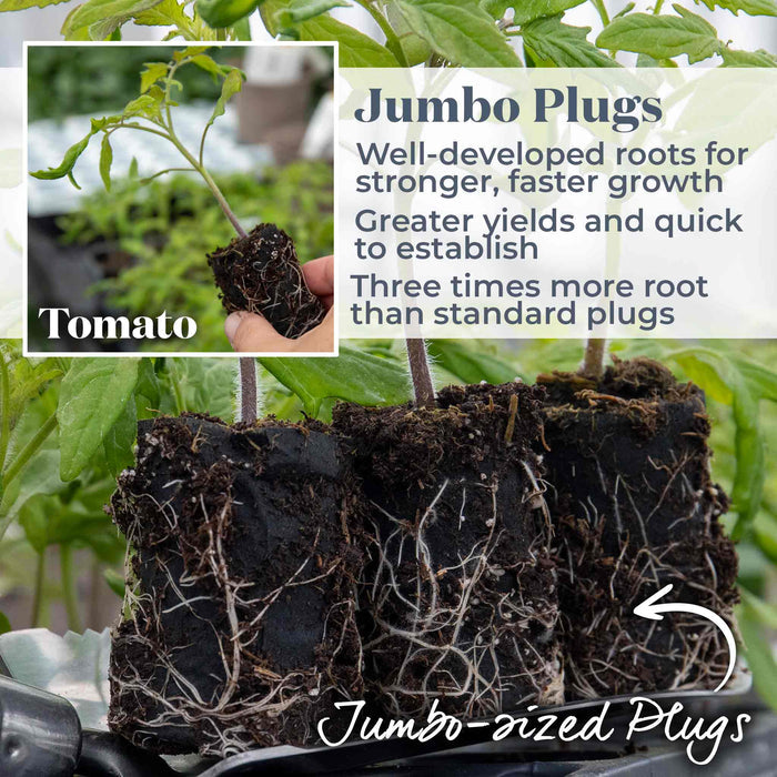 Cordon Tomato 'Black Moon'