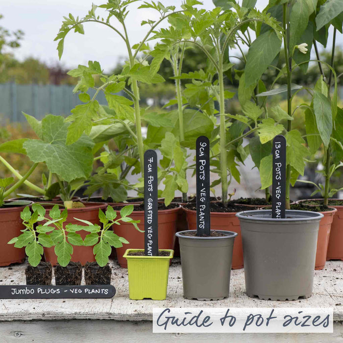 Cordon Tomato 'Black Moon'
