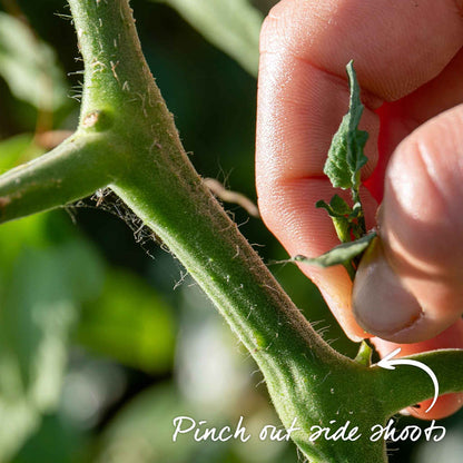 Cordon Tomato 'Black Moon'