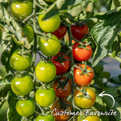 Cordon Tomato 'Gardeners Delight'