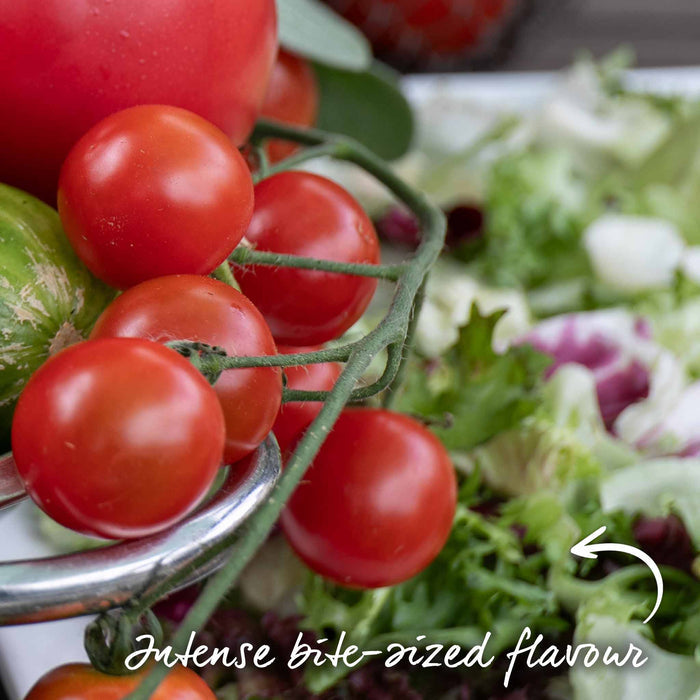 Cordon Tomato 'Gardeners Delight'