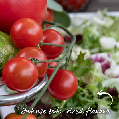 Cordon Tomato 'Gardeners Delight'