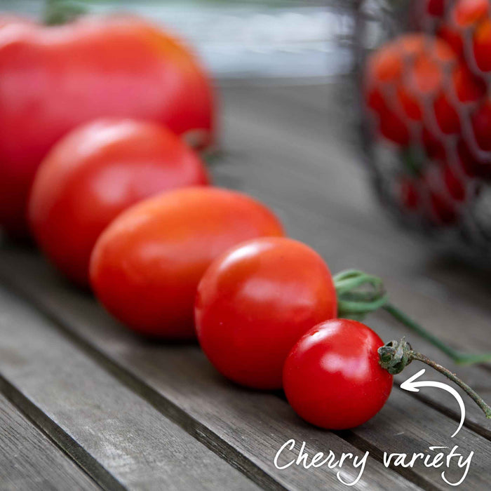 Cordon Tomato 'Gardeners Delight'