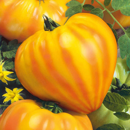 Cordon Tomato 'Gourmansun'